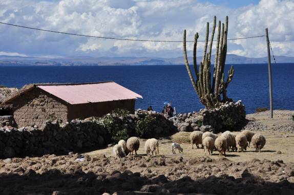 Ovelhas pastam tranquilas na belíssima ilha de Amantani, no lago Titicaca, no Peru